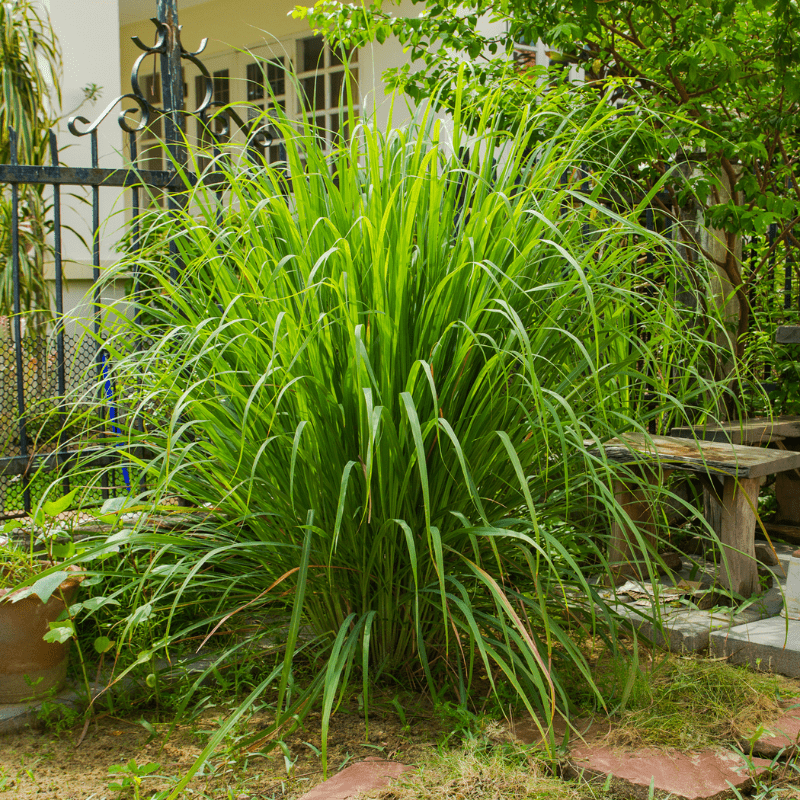 Citronella Oil Ultra International Limited
